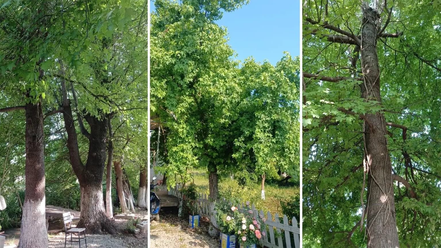 Die geschützten Amberbäume (Günlük) und Wälder in und um Göcek. Die einzigartige natürliche Beschaffenheit, die von dieser endemischen Baumart geschaffen wird.